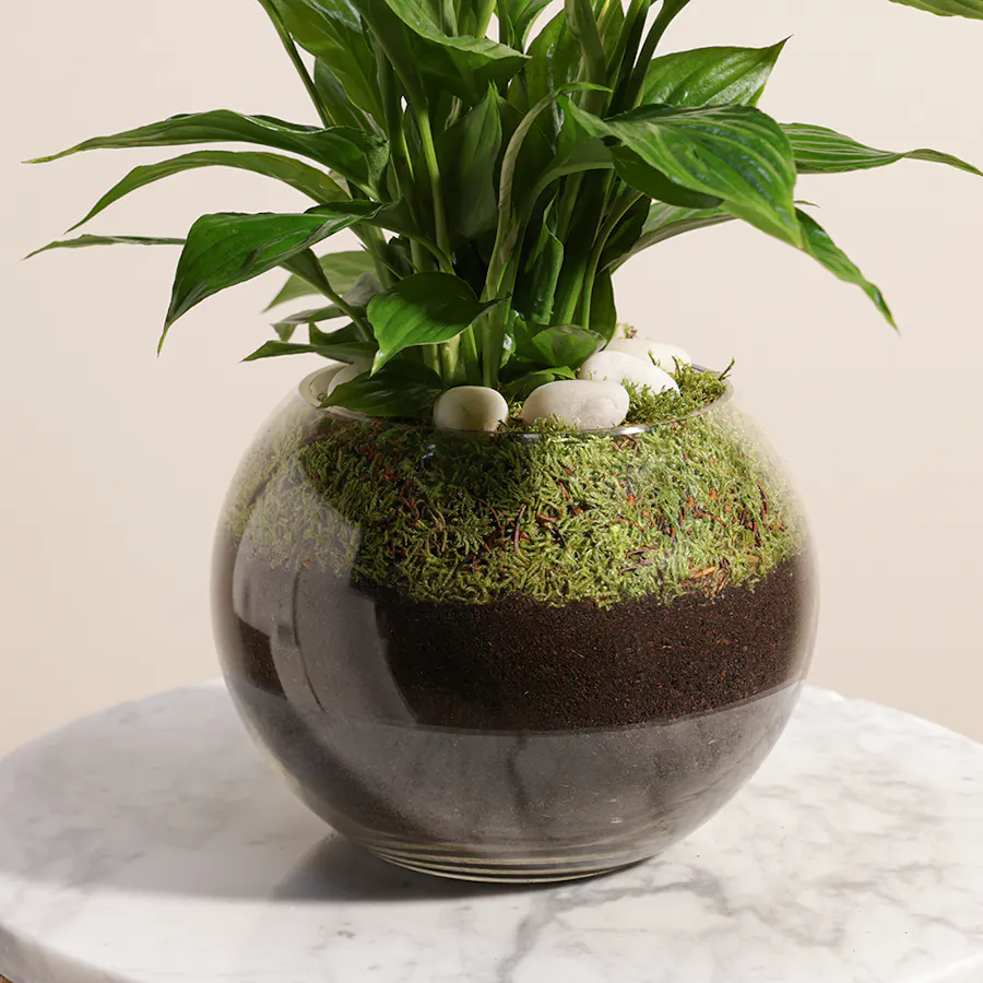 Gorgeous | Yellow Peace Lily 4