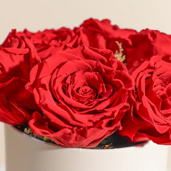 Preserved Red Roses Box