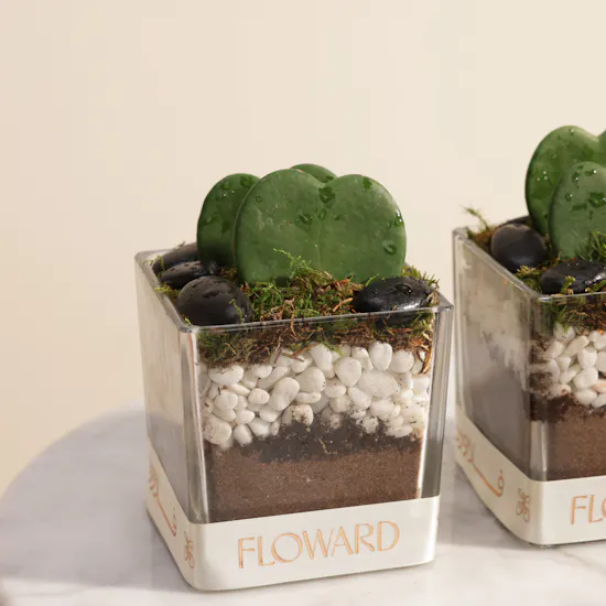 Charm Hoya Kerrii Heart Plants