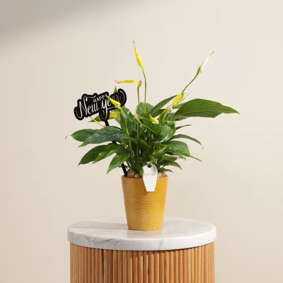 Yellow Spathiphyllum Happy New Year Plant