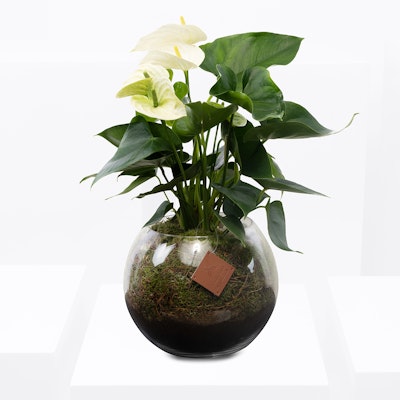 Amazing Anthurium Montana Vase