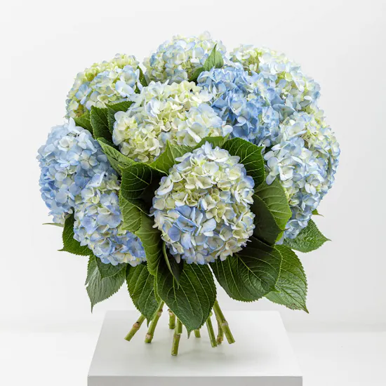 Dreaming in Blue