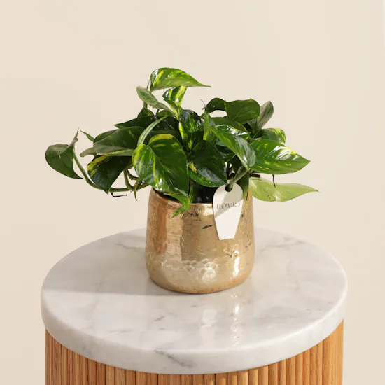 Calm Epipremnum Marble Queen Plant