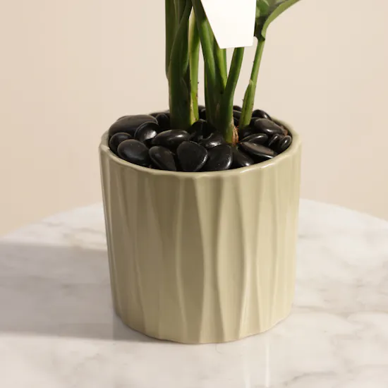 Fancy Aglaonema Maria Plant