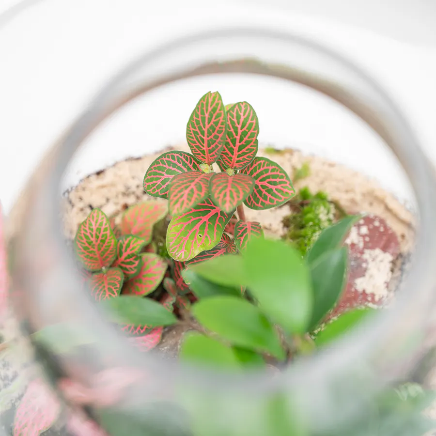 Ficus Bonsai Garden | Closed Terrarium  5