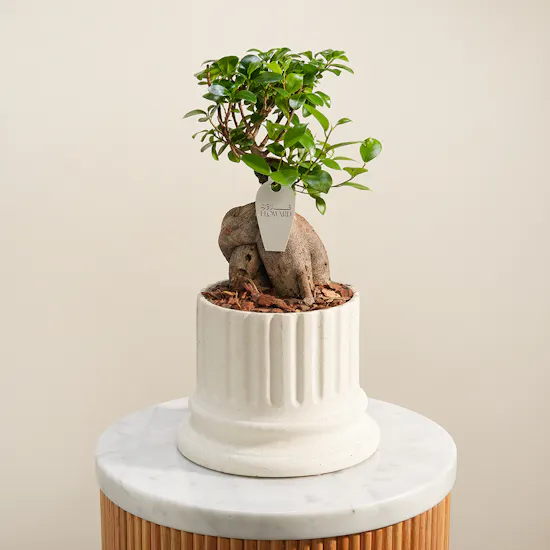 Bonsai Crafted by Nature Plant