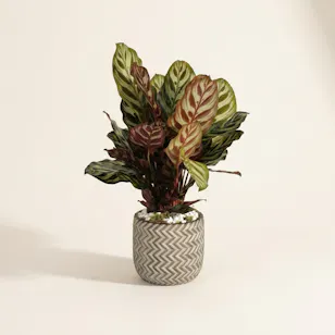 Elegant Calathea Makoyana Plant