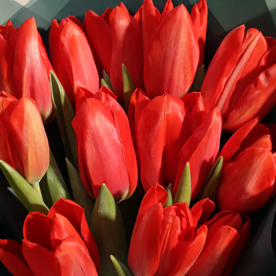 Promise Red Tulip Bouquet | 12 Flowers