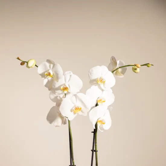 White Orchid Plant | Glass Pot