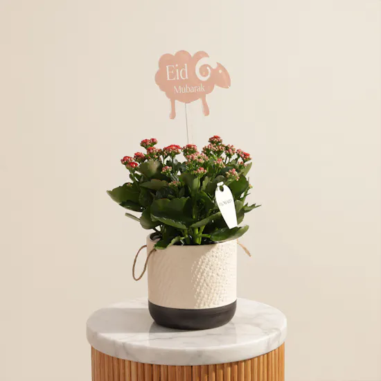 Elegant Eid Red Kalanchoe Plant