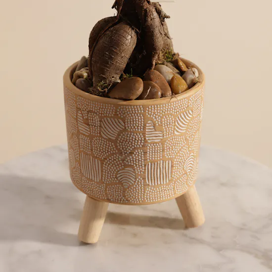 Magical Ficus Ginseng Plant