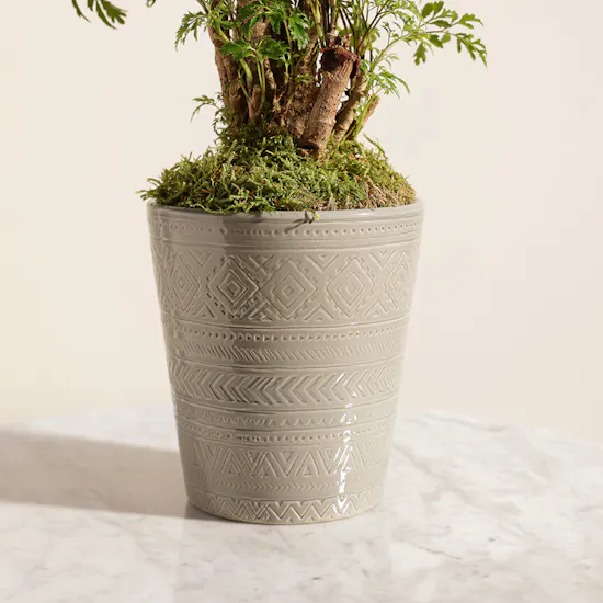 Polyscias Plant