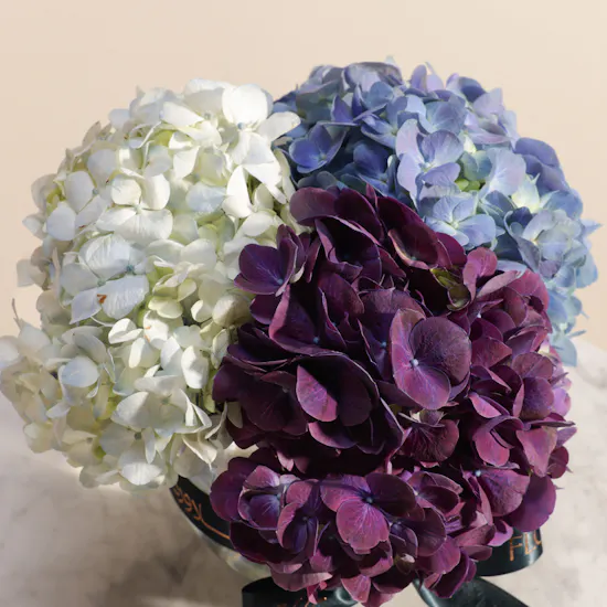 Whispers of Romance Hydrangea Vase