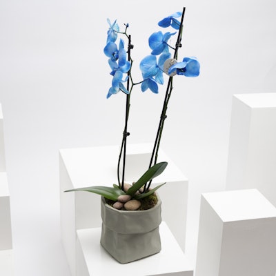 Blue orchid plant I