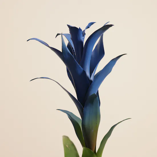 Father's Day Shinny Blue Guzmania Plant