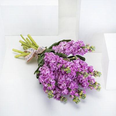 Matthiola Pink | Bouquet