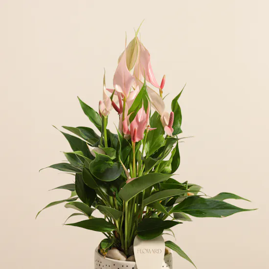 Elegant Pink Anthurium Plant Vase
