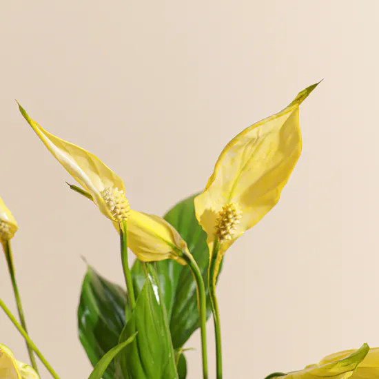 Gorgeous | Yellow Peace Lily