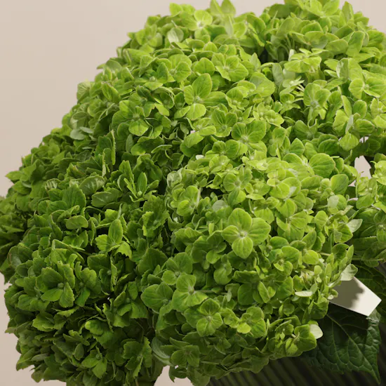 Green Forest Hydrangea Flower Vase