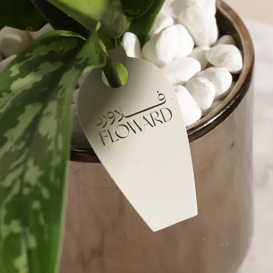 Aglaonema Maria Plant | Gold Pot