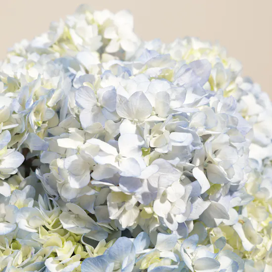 Celestial Beauty Flower Box