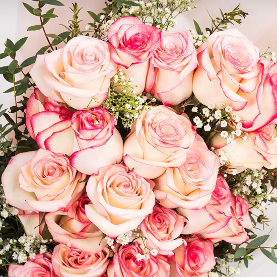Rosy Layers | Esperance Roses