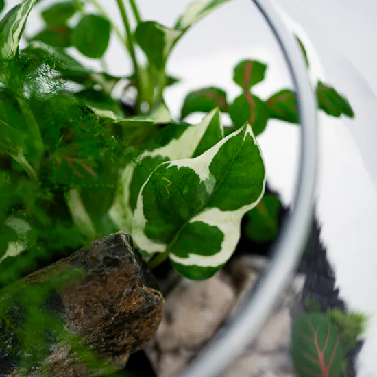 Little Lively Garden | Closed Terrarium