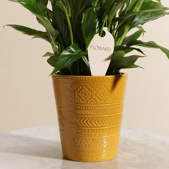 Yellow Spathiphyllum Plant