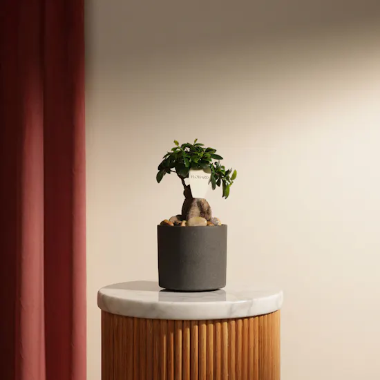 Emerald Serenity Ficus Ginseng