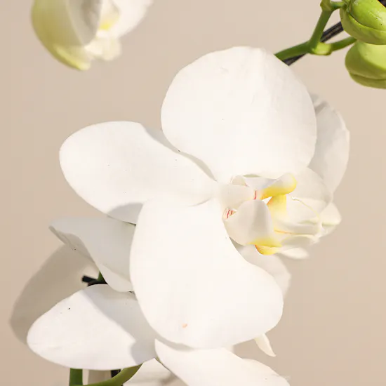 Elegant Zigzag Orchid Plant