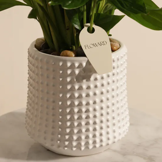 Lush Big White Spathiphyllum Plant