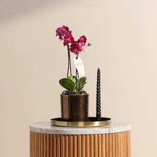 Small Purple Phalaenopsis Plant and Candle Tray
