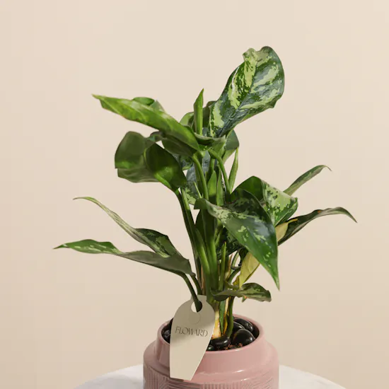 Charming Green Aglaonema Maria Plant