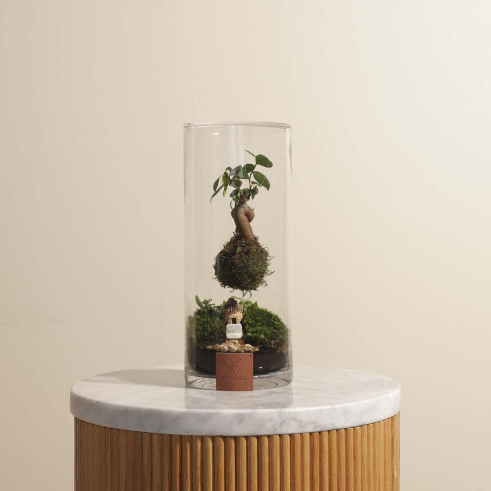 مزهرية نبات التيراريوم