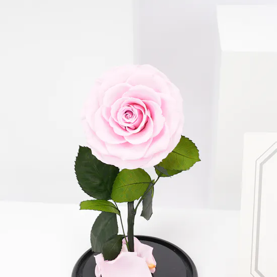 Preserved Pink Rose with LEVO Chocolate
