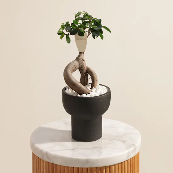 Exotic Ficus Ginseng Plant