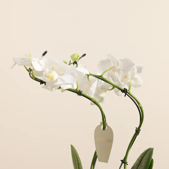 Elegant White Phalaenopsis Plant