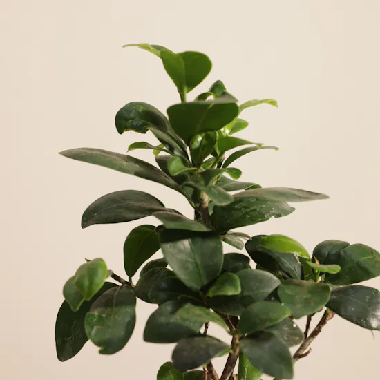 Father's Day Striking Ficus Ginseng Plant