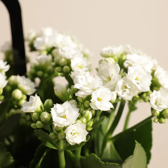 Charming Hajj White Kalanchoe Plant