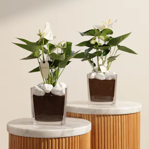 Duo White Anthurium Plants