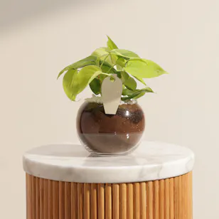 Glam Small Philodendron Plant Glam Small Philodendron Plant