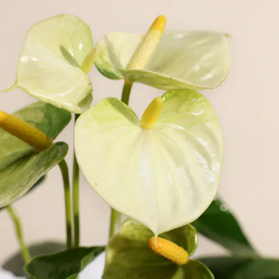 Pure Harmony Vanilla Anthurium Plant