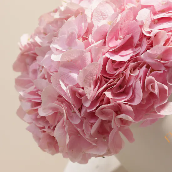 Heartful Pink Hydrangea Box | 6 Flowers
