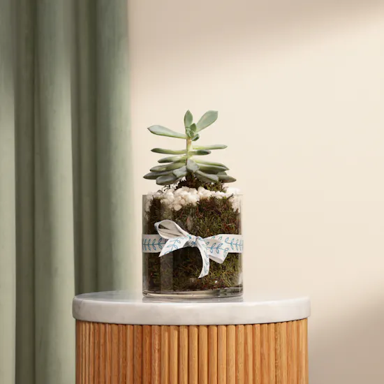 Green Echeveria Plant | Welcome Home Balloon