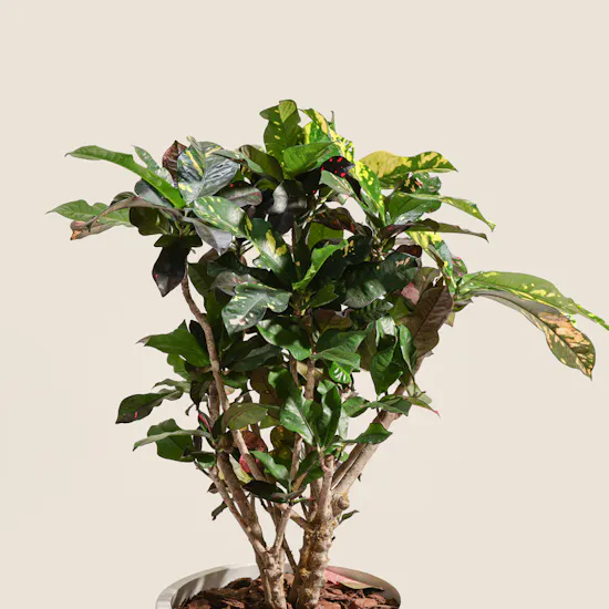 Grand Codiaeum Variegatum Plant
