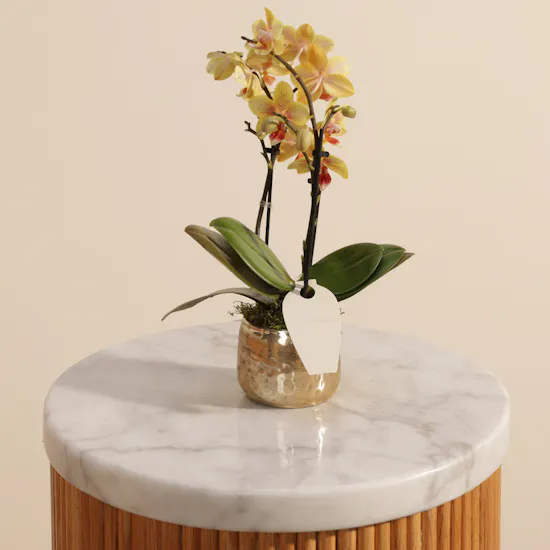 Sunny Small Yellow with Orange Dots Phalaenopsis Plant