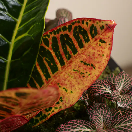 Codiaeum Variegatum Petra and Fittonia Joly Josan Duo Plants