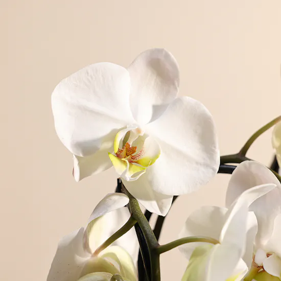 Orchid Plant