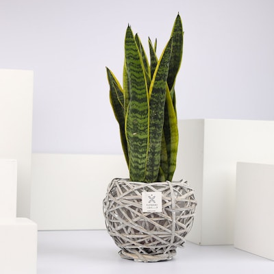 Snake Plant