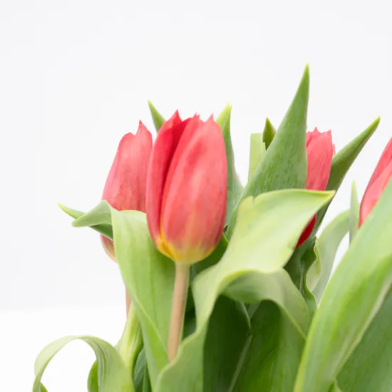 Sucre De Nada Vanilla White Chocolate Cake | Blooms